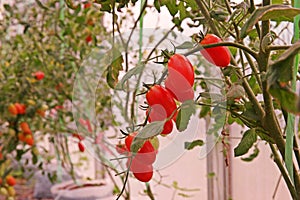 Cherry tomato cultivation in evaporation greenhouse