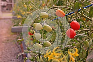 Cherry tomato cultivation in evaporation greenhouse