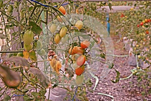 Cherry tomato cultivation in evaporation greenhouse