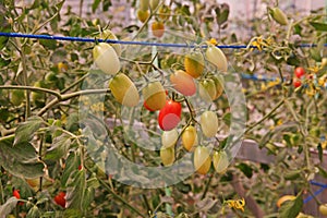 Cherry tomato cultivation in evaporation greenhouse