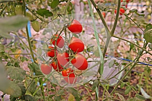 Cherry tomato cultivation in evaporation greenhouse