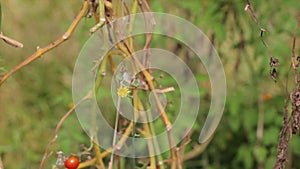 Cherry tomato, Don Duong district, Lam province, Vietnam