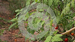 Cherry tomato, Don Duong district, Lam province, Vietnam