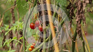 Cherry tomato, Don Duong district, Lam province, Vietnam