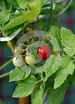 Cherry Tomato fresh in the garden
