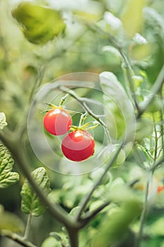 Cherry tomato harvest under artificial light of HPS grow lamp