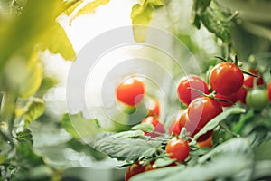 Cherry tomato harvest under artificial light of HPS grow lamp