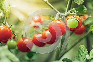 Cherry tomato harvest under artificial light of HPS grow lamp