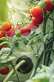 Cherry tomato harvest under artificial light of HPS grow lamp