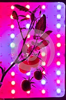 Cherry tomato harvest under the led light grow lamp