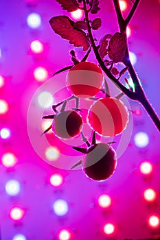 Cherry tomato harvest under the led light grow lamp