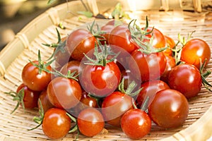 Cherry tomato harvest at vegetable garden