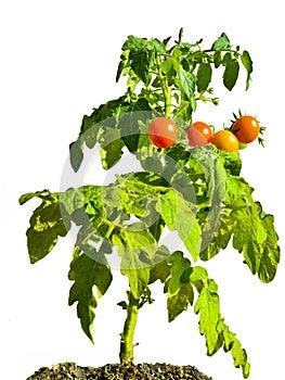 Cherry Tomato Plant