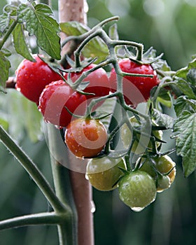 Cherry tomato plant and fruit photo