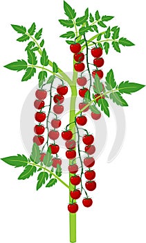 Cherry tomato plant with green leaf and ripe red tomatoes