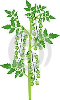 Cherry tomato plant with green leaf and unripe tomatoes