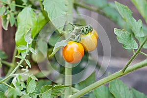 Cherry tomato plant