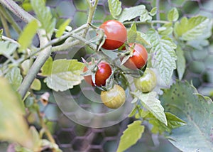 Cherry tomato plant with red tomato fruit