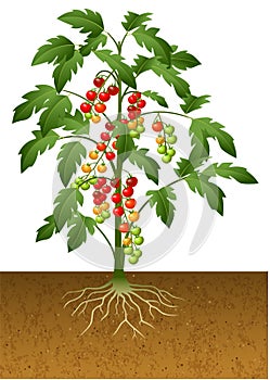 Cherry tomato plant with root under the ground