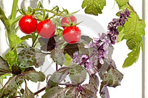 Cherry tomato plant with small red tomatoes and blooming purple basil