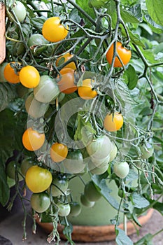 Cherry tomato plants