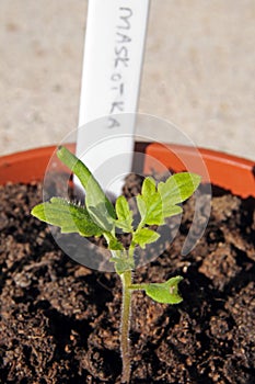 Cherry tomato seedling.