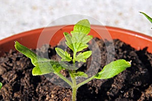 Cherry tomato seedling.