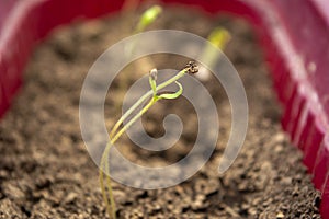 Cherry tomato sprout