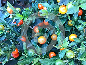 Cherry tomato tree