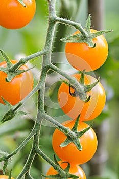 Cherry tomato on vine