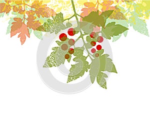 Cherry tomatoe leaf background