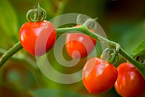 Cherry Tomatoes
