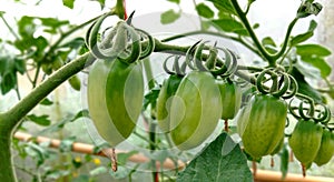 Green Cherry tomatoes