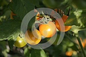 Cherry tomatoes