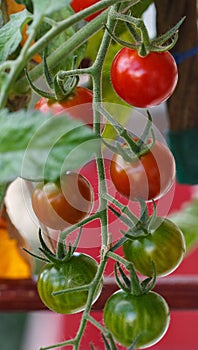 Cherry tomatoes