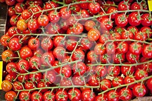 Cherry Tomatoes