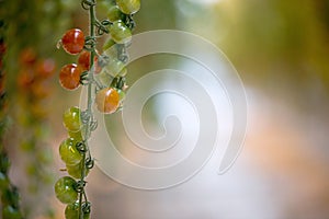 Cherry tomatoes