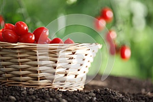 Cherry tomatoes basket in vegetable garden