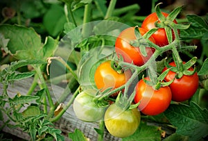 Cherry tomatoes bunch