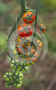 Cherry tomatoes of different ripeness growing on a branch in the garden