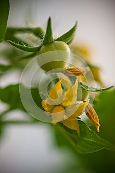 Cherry tomatoes and flowers