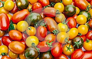 Cherry tomatoes from fresh harvest