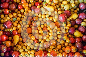 Cherry Tomatoes Freshly Picked