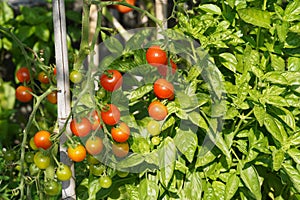 Cherry tomatoes fruits growing and ripening. They are of various colors.