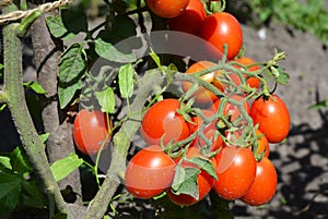 Cherry tomatoes in the garden. Cherry tomatoes are one of the easiest veggies to grow. photo