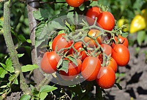 Cherry tomatoes ins the garden. Cherry tomatoes are one of the easiest veggies to grow. photo