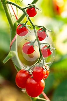 Cherry tomatoes in a garden. Ripe organic tomatoes in garden ready to harvest