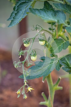 Cherry tomatoes in the greenhouse