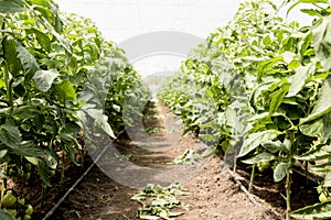 cherry tomatoes greenhouse long view. High quality photo