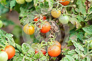 Cherry tomatoes grow on a Bush in the garden. agriculture and harvesting